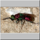 Hedychrum nobile - Sand-Goldwespe 12c.jpg